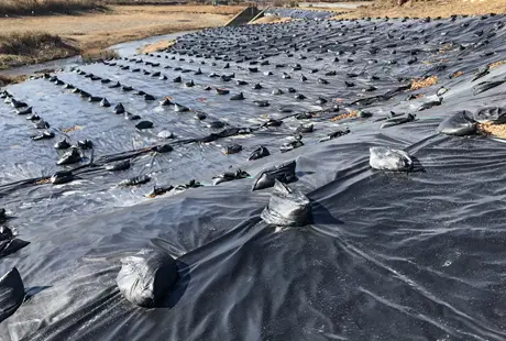 黒いシートで覆われたナガエツルノゲイトウの自生地