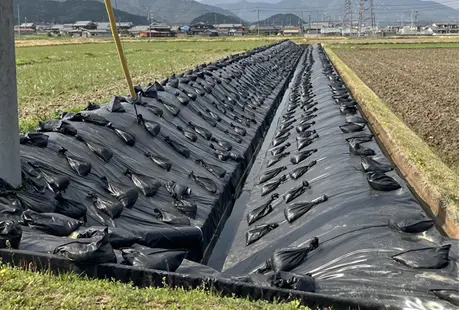 畑と畑の間の水路両側の斜面に施工されたナガエツルノゲイトウ対策遮光シート