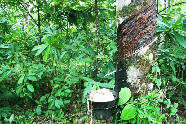 para-rubber-tree.webp